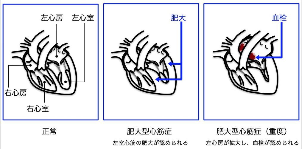 貓咪后肢抽筋，如何預防與應對