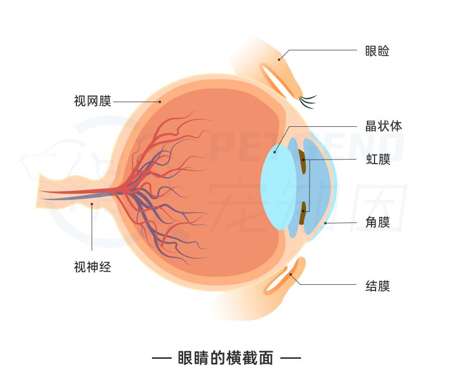 揭秘貓咪獨(dú)特的眼球構(gòu)造