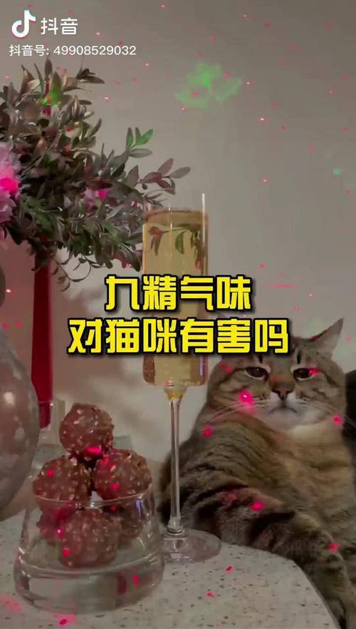 貓咪攝入酒精的后果與防范