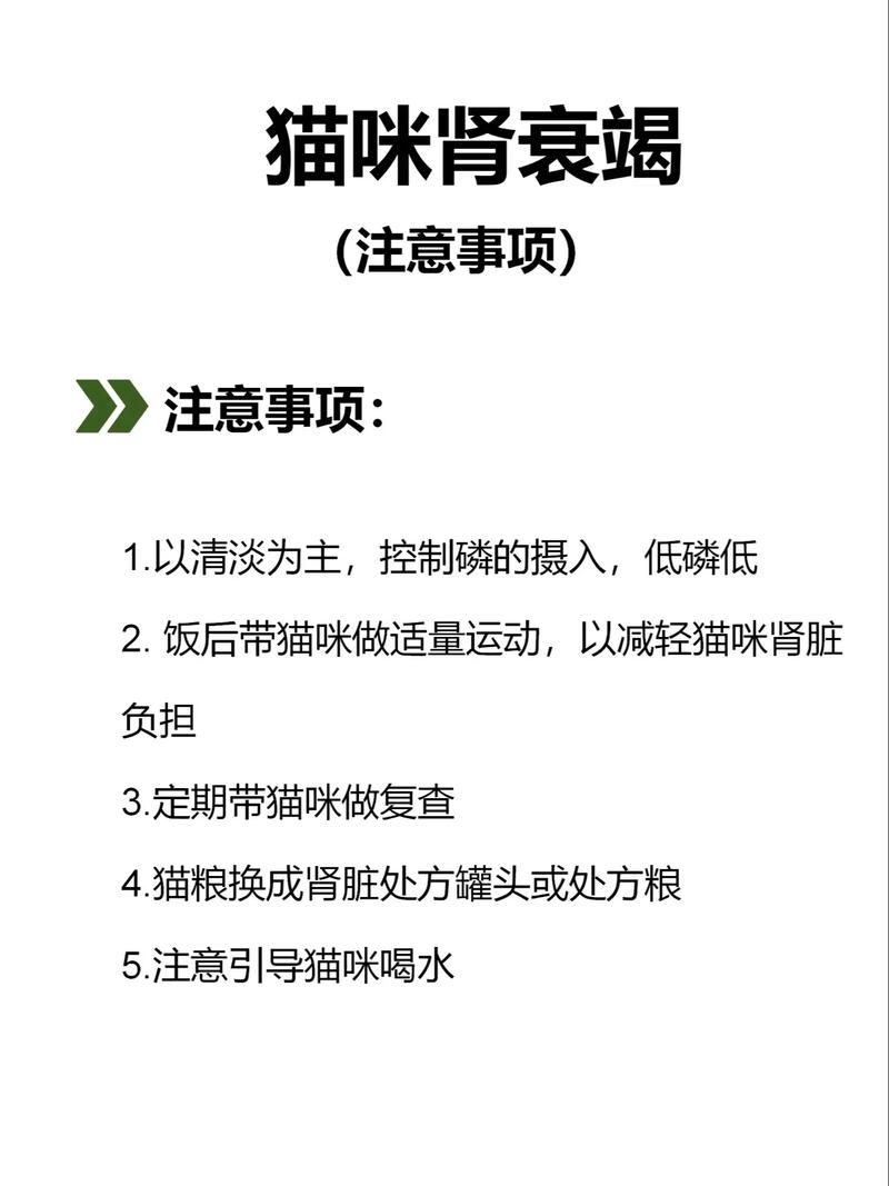 貓咪的健康之謎，揭秘水腎問題