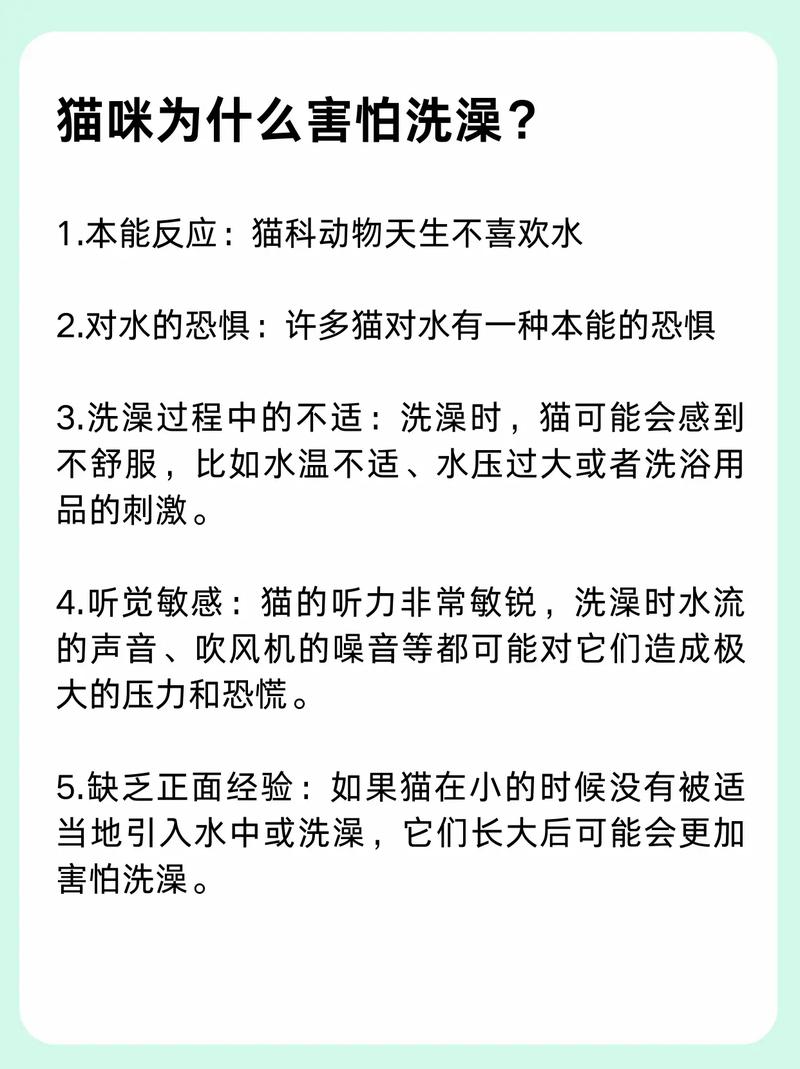 貓咪洗澡，如何避免不必要的傷害？