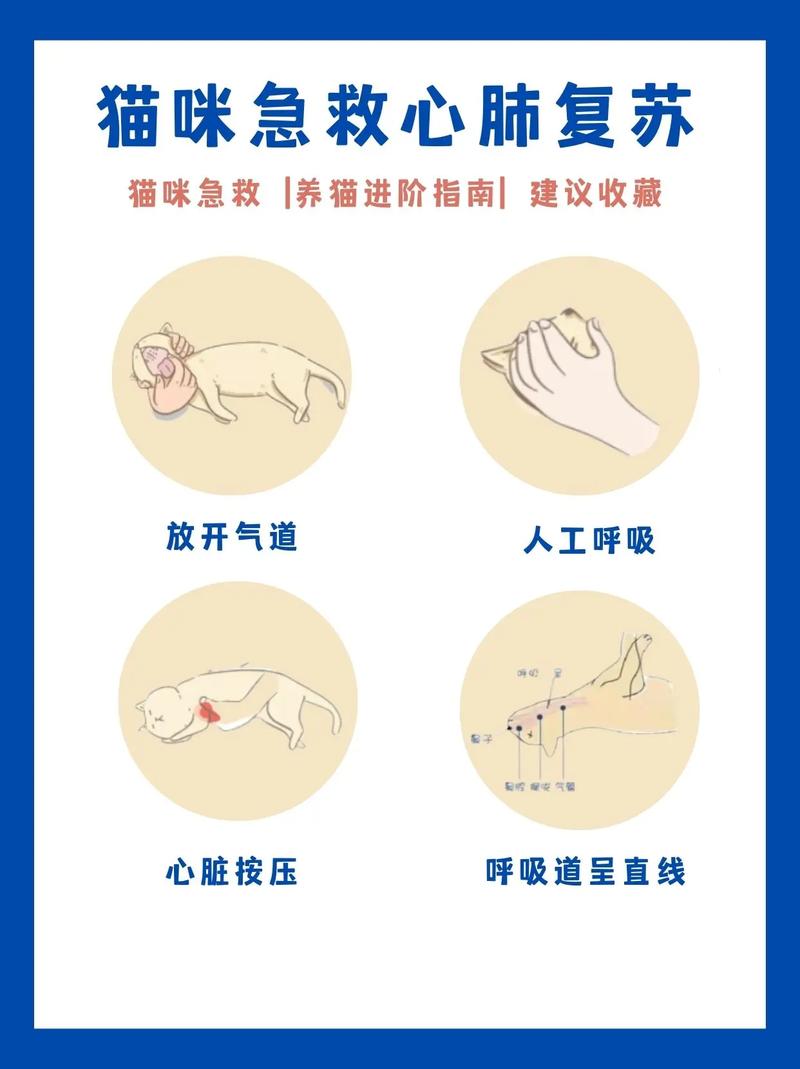 關(guān)鍵時刻的急救知識，如何正確施救貓咪窒息