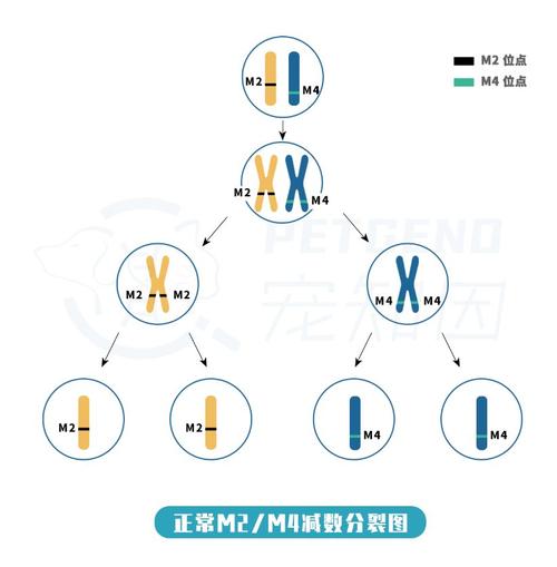 揭秘淡化基因貓咪背后的科學奧秘