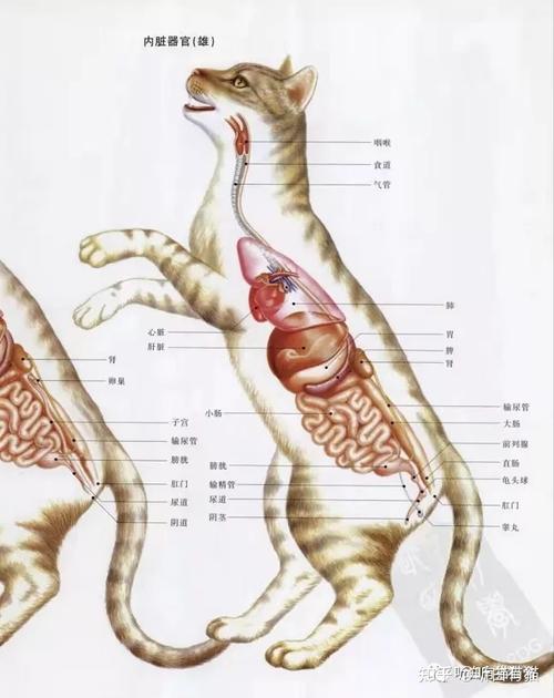 探索貓咪結(jié)腸問題的常見癥狀及應(yīng)對之道