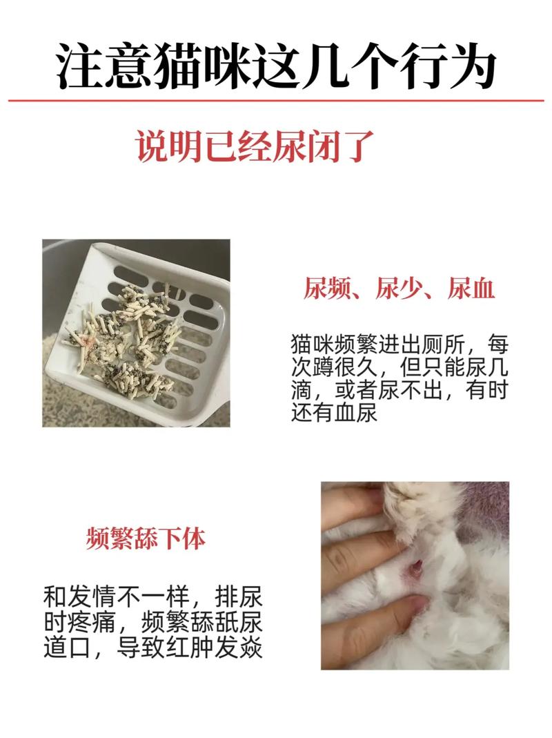 貓咪堵尿，了解常見原因和預(yù)防措施