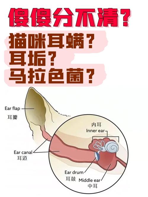 貓咪耳朵發(fā)臭？解決方法與預(yù)防技巧全解析