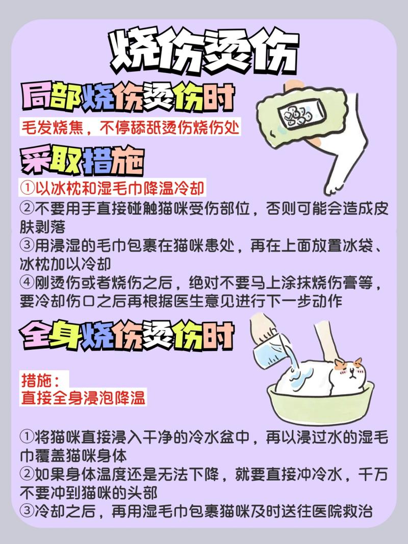 貓咪突發(fā)抽搐，急救知識全攻略