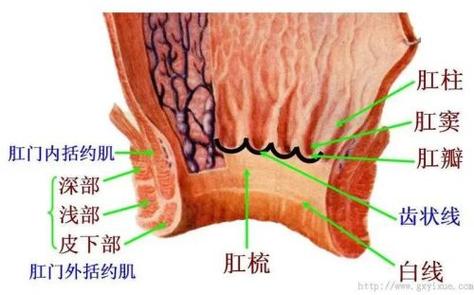 貓咪肛門分泌物，常見問題與解決之道