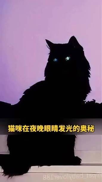 貓咪夜間視覺的秘密