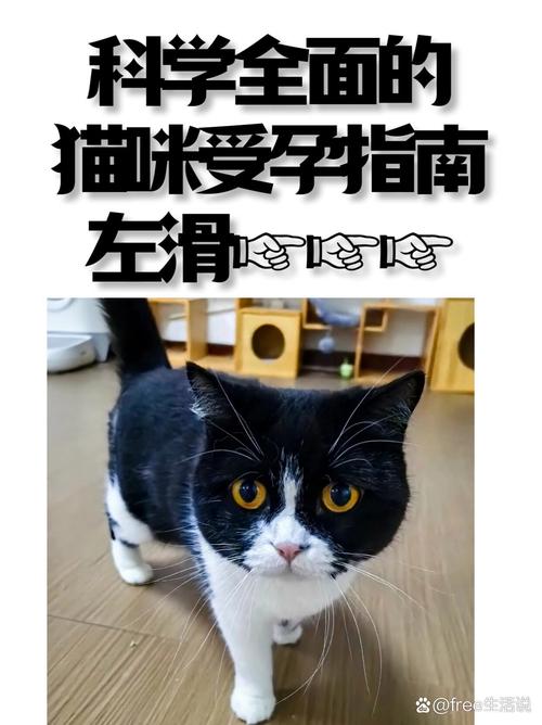 貓咪最佳懷孕指南