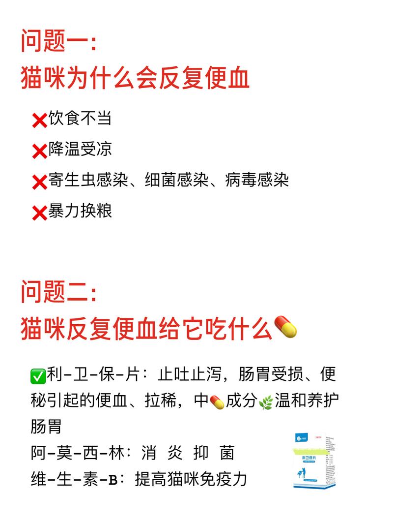 貓咪便血，潛在健康問題的警示信號