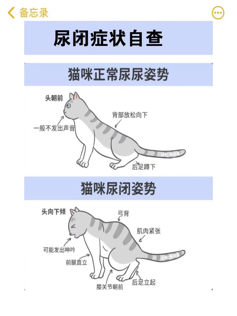 貓咪睡覺時(shí)的秘密習(xí)性，小便的秘密