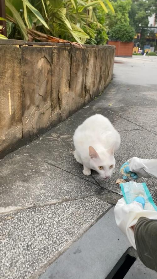 喵遇廣州，一只只流浪貓的溫暖與希望