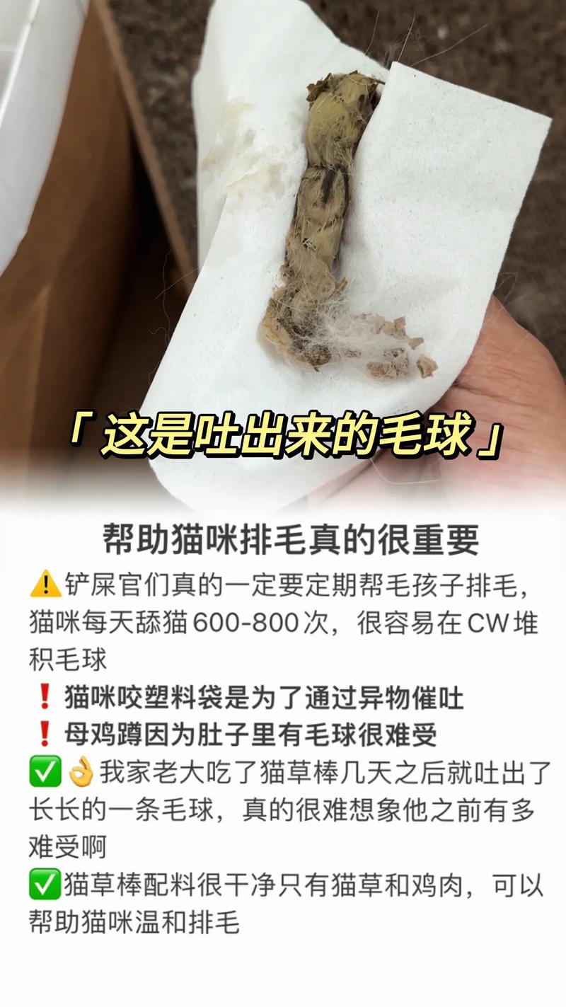 貓咪牙根外露，如何護理你的毛孩子