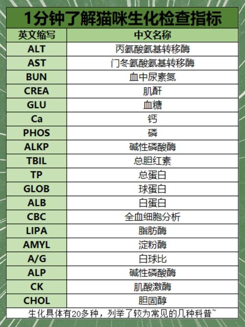 揭秘貓咪體檢的常規(guī)項(xiàng)目與重要性