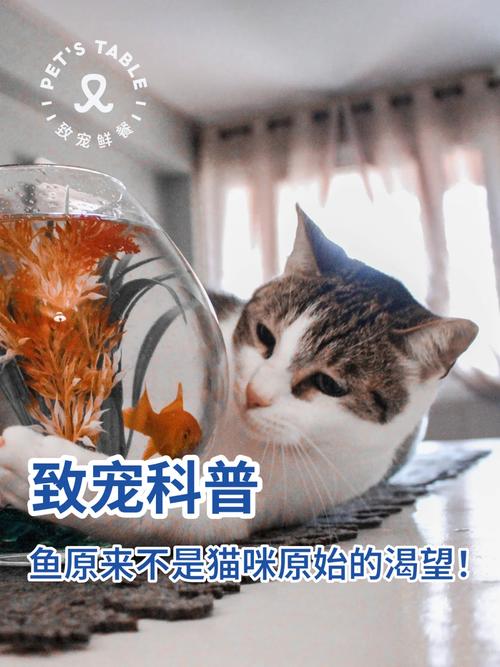 貓咪并非天生挑食者，如何為愛寵提供均衡營養(yǎng)