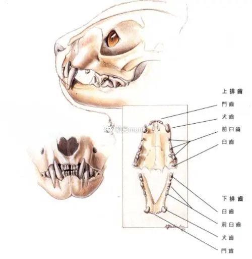 萌翻你的貓咪牙齒月齡成長(zhǎng)記