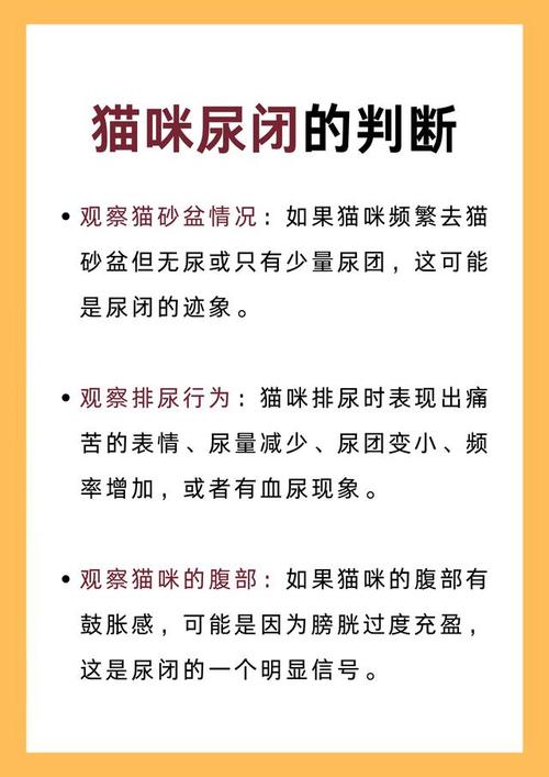 貓咪排尿困難，如何快速應(yīng)對與治療