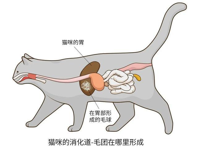 揭秘貓咪的神秘繁殖之道