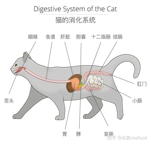 探索貓咪腸道細(xì)菌的秘密，如何影響貓咪健康