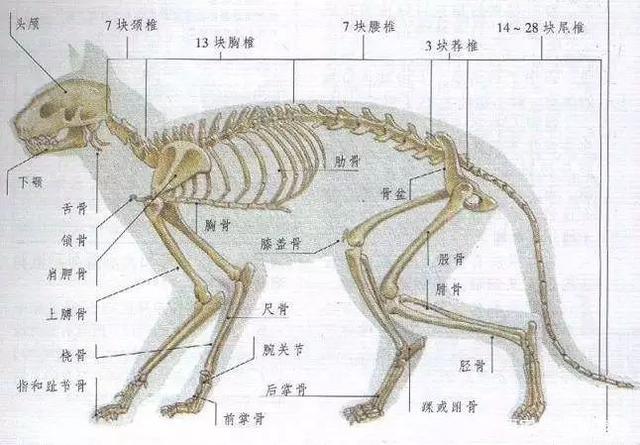 解鎖神秘的布貓咪骨骼——揭秘可愛外表下的秘密結(jié)構(gòu)