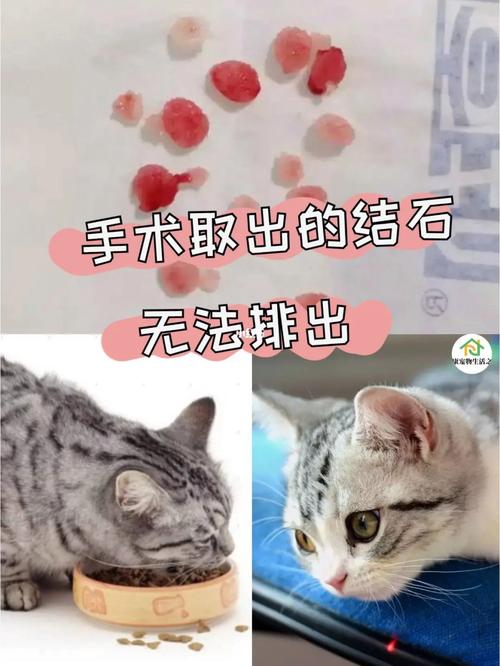 貓咪腸道結石，預防與應對策略