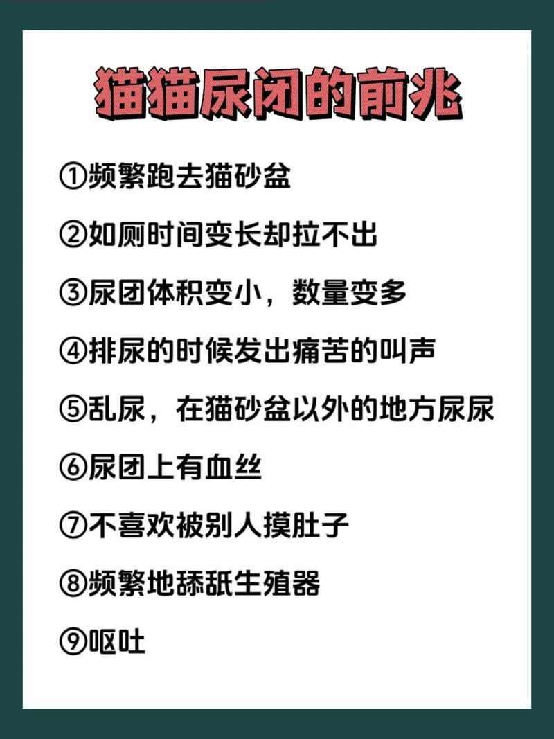 貓咪失禁，如何處理和預防尿失禁問題