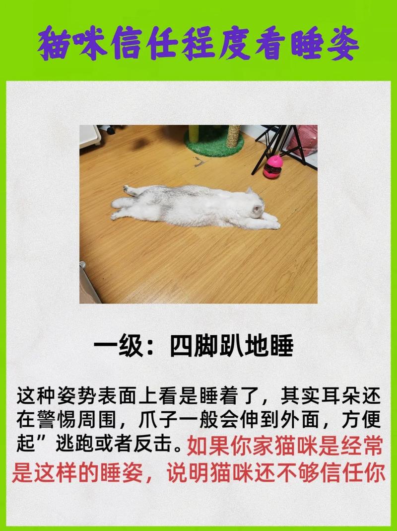 貓咪為何總是睡不夠？揭秘貓咪的睡眠秘密