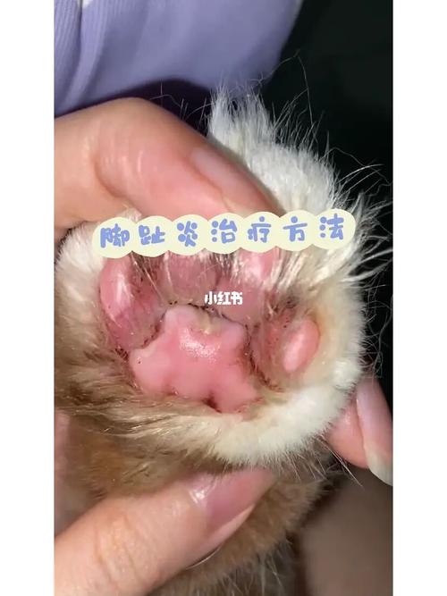 貓咪腳趾結(jié)痂，了解與護(hù)理