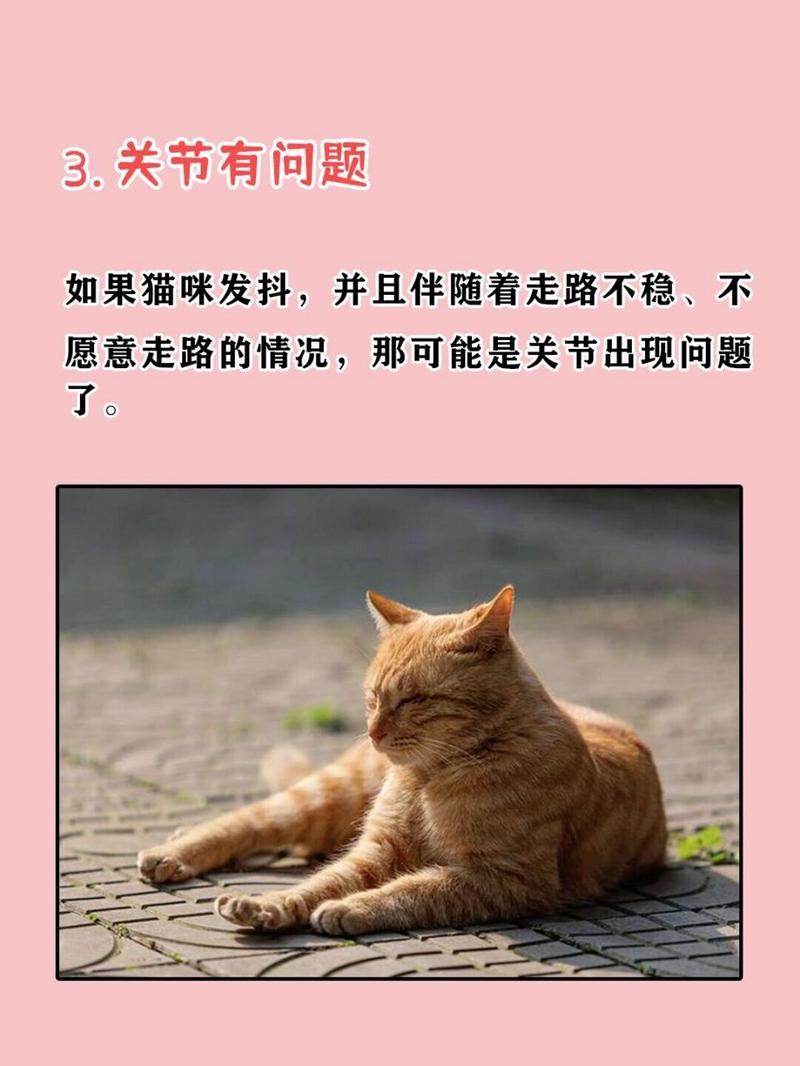 貓咪為什么在寒冷時會顫抖？