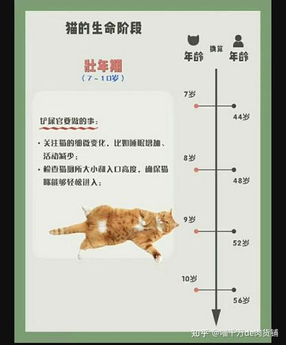 揭秘貓咪的生命周期，平均壽命與長壽秘訣