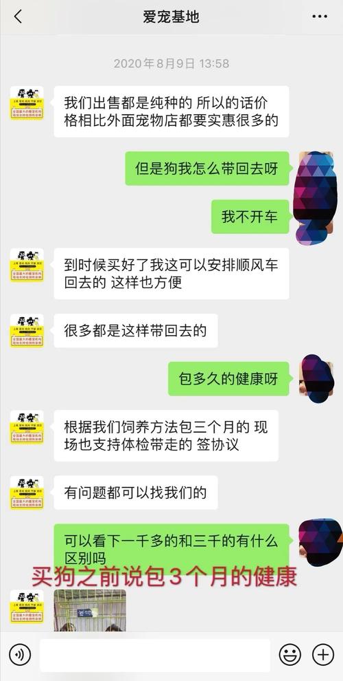 貓咪帶證，揭秘寵物身份證明背后的趣事與真相