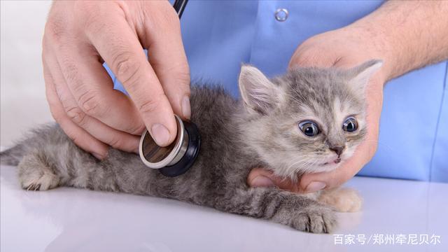 貓咪沒錢治病？愛心接力讓小生命重獲新生