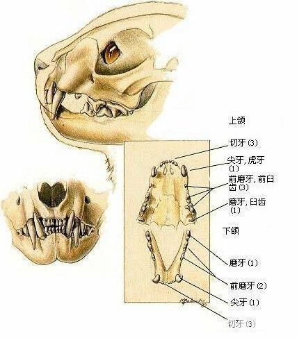 貓咪換牙，一次自然的生理過程