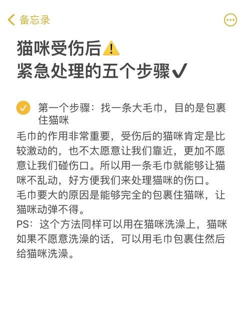 貓咪急救手冊，掌握貓咪健康與緊急情況應(yīng)對策略