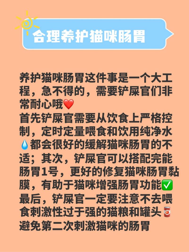 貓咪也煩惱，慢性腸炎的困擾與應(yīng)對之道