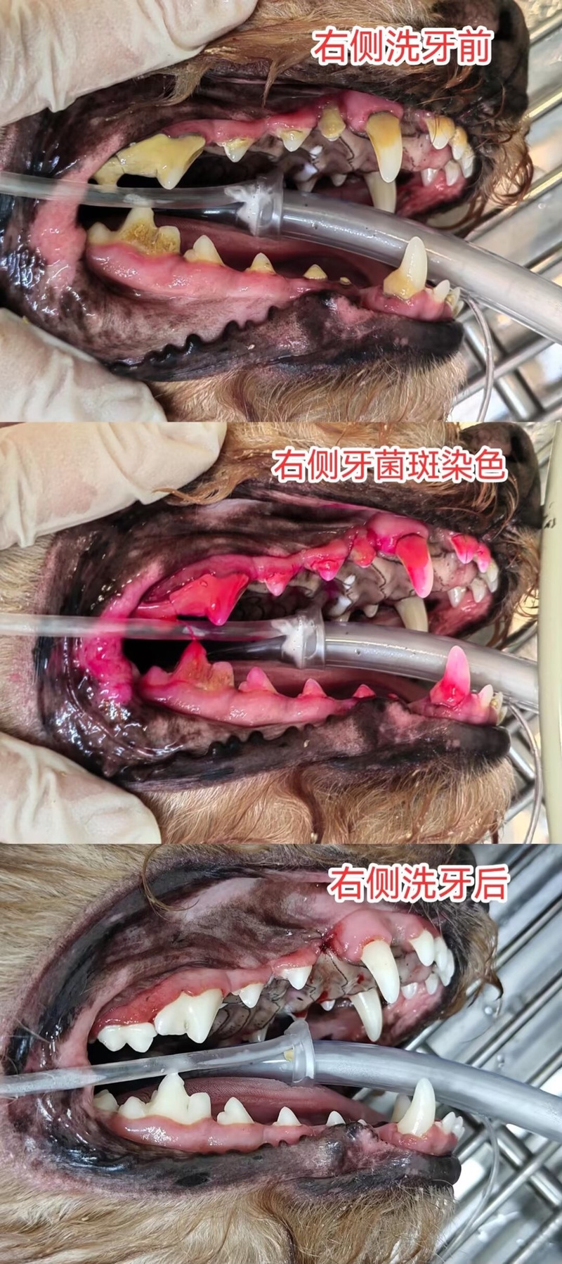 貓咪牙床變黑的那些事兒——保護(hù)毛孩子口腔健康的秘密