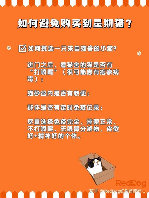 貓咪的體重增加，如何幫助愛寵維持健康體型