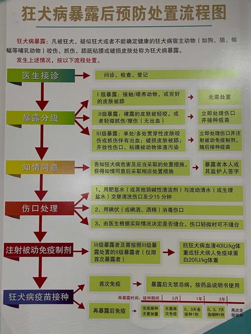 揭秘貓咪打針套餐，呵護(hù)毛孩子健康的小秘訣