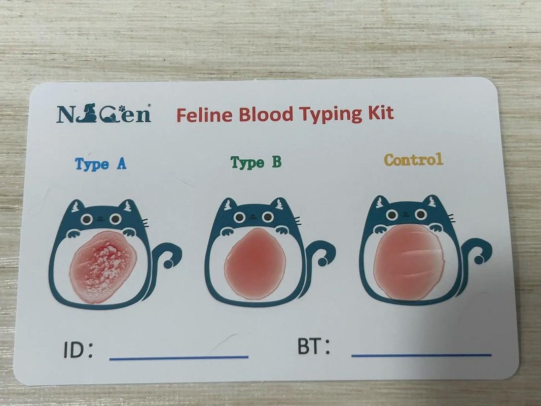 揭秘貓咪的神秘血型密碼