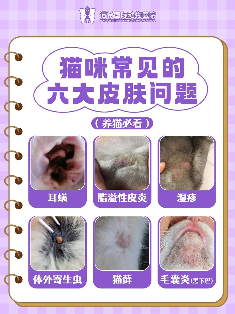 貓咪后腿皮屑，如何識別與解決寵物健康問題