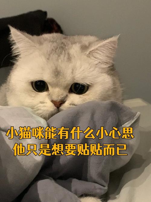 夜幕下的秘密，貓咪為何在午夜如此興奮？