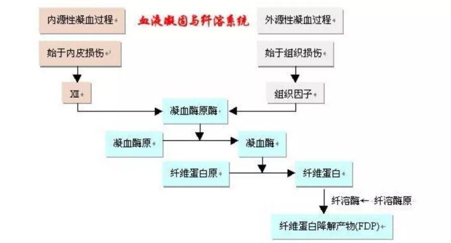 貓咪凝血功能異常，了解原因與應(yīng)對之道