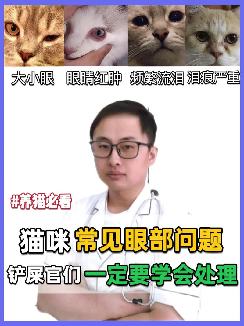 貓咪眼睛病毒，了解常見問題與預防措施