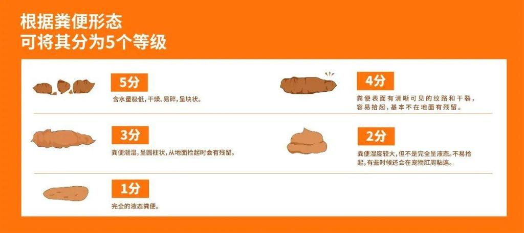 揭秘您的貓咪標準食量，科學(xué)喂養(yǎng)你的毛孩子