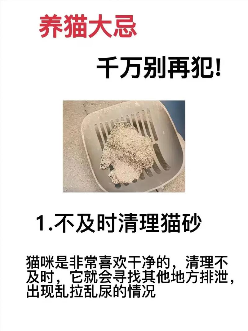 貓咪不愿治？如何與寵物建立信任關系