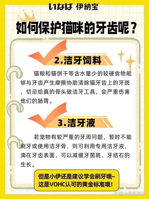 貓咪臼齒掉落，應(yīng)對策略與日常護(hù)理