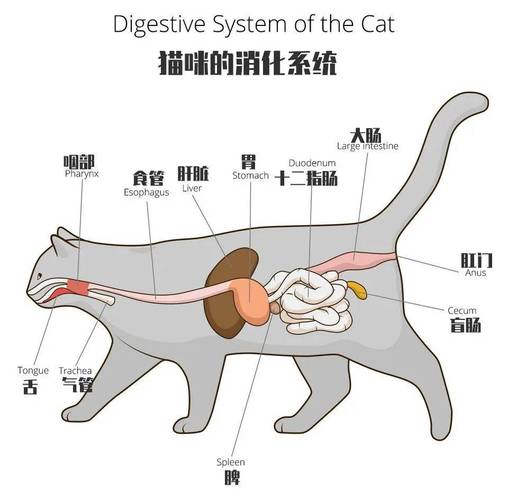 貓咪歐吐，探索貓科動(dòng)物的消化系統(tǒng)