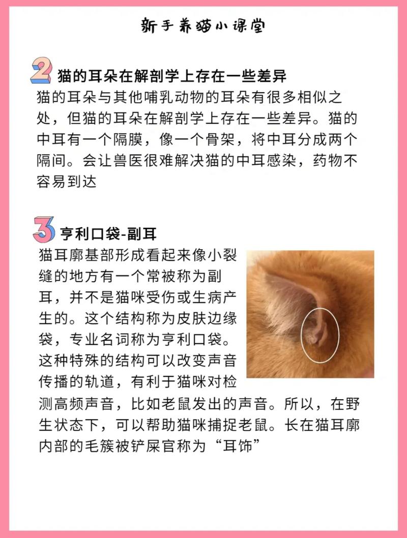 貓咪為何聽力不如我們？揭秘貓耳朵的秘密