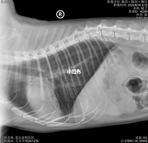 貓咪cbc檢測